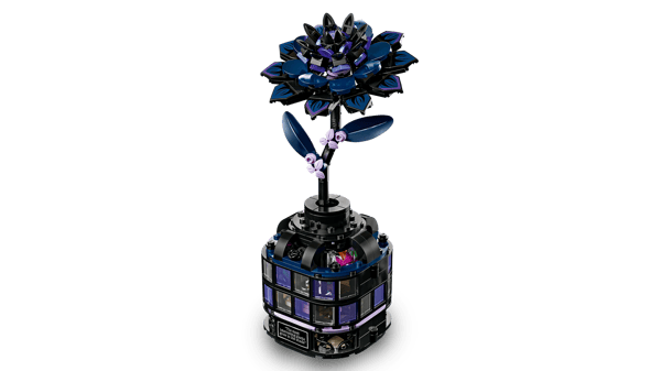 Black Dahlia Flower — 3
