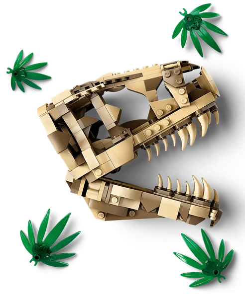 Dinosaur Fossils: T. rex Skull — 3