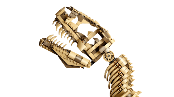 Dinosaur Fossils: Tyrannosaurus Rex — 4