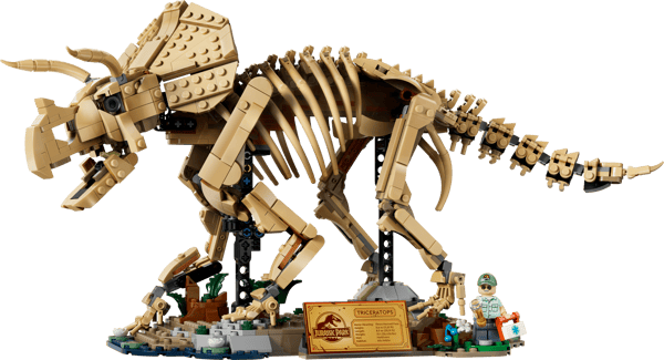 Dinosaur Fossils: Triceratops — 2
