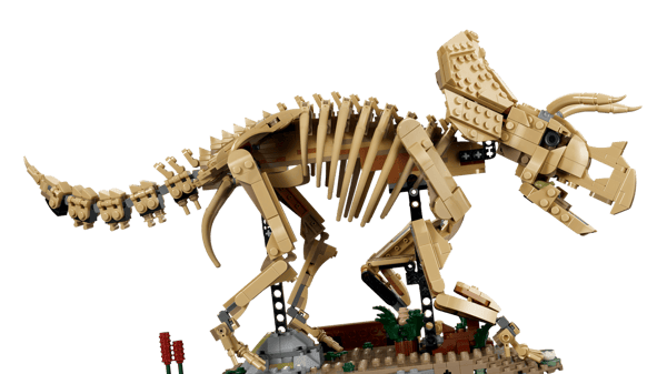 Dinosaur Fossils: Triceratops — 3