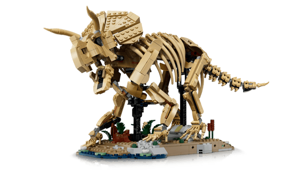 Dinosaur Fossils: Triceratops — 4