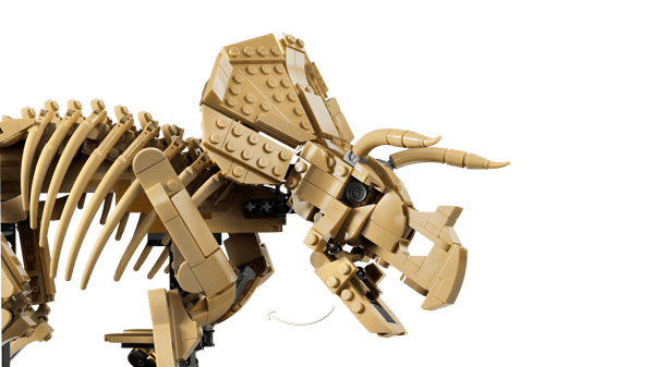 Dinosaur Fossils: Triceratops — 5